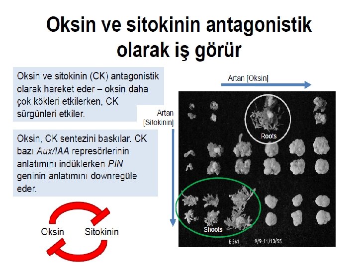 Oksin Grubu Büyüme Düzenleyicileri • A. İndol grubu – İndol asetik asit (IAA) –