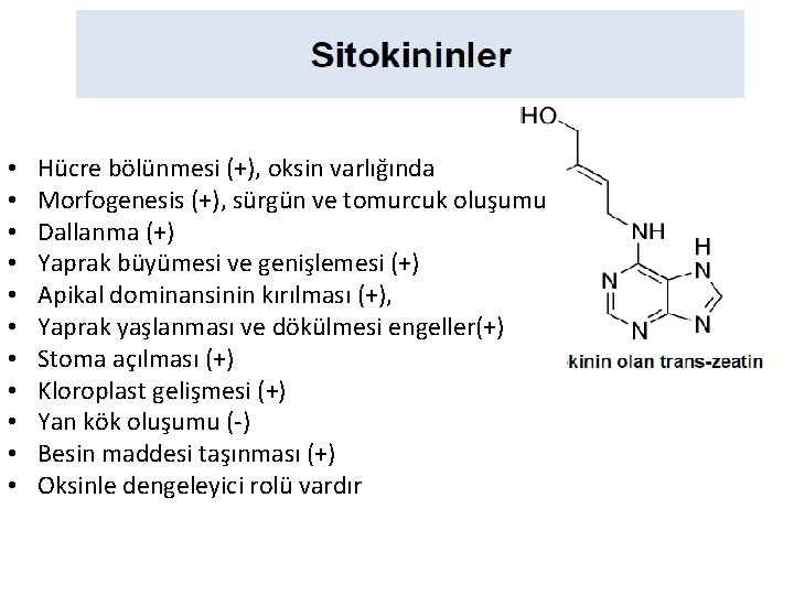  • • • Hücre bölünmesi (+), oksin varlığında Morfogenesis (+), sürgün ve tomurcuk