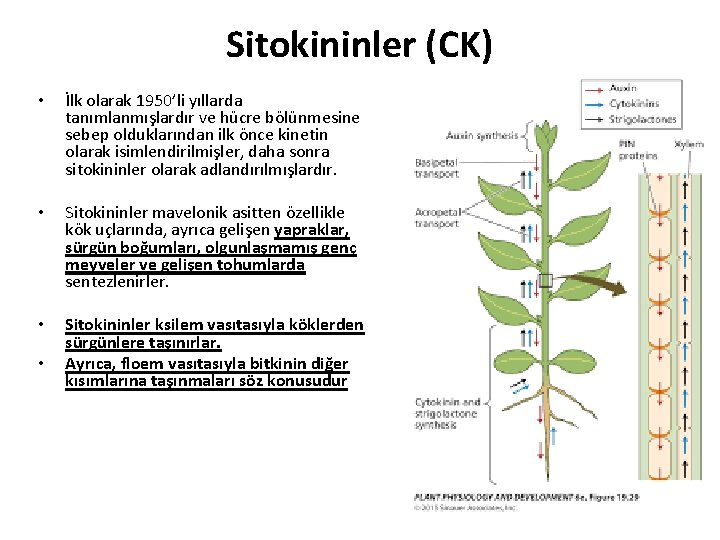 Sitokininler (CK) • İlk olarak 1950’li yıllarda tanımlanmışlardır ve hücre bölünmesine sebep olduklarından ilk