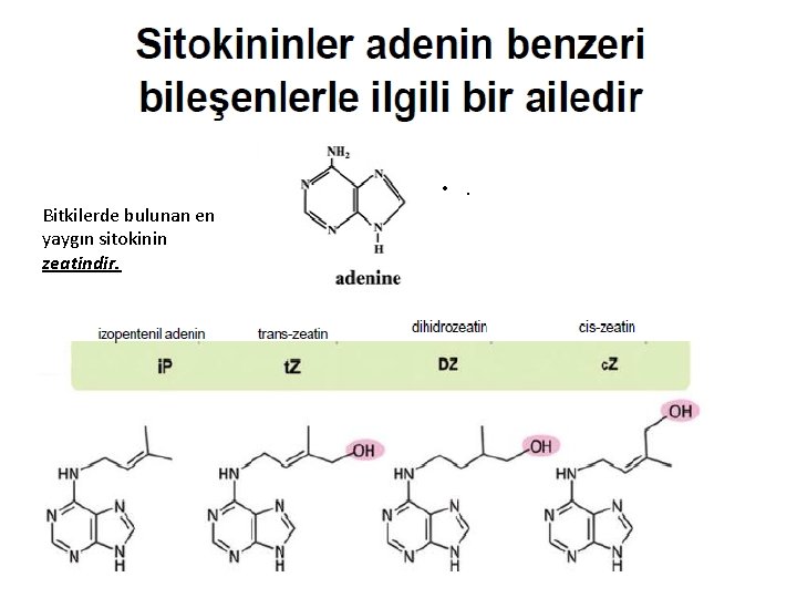  • . Bitkilerde bulunan en yaygın sitokinin zeatindir. 