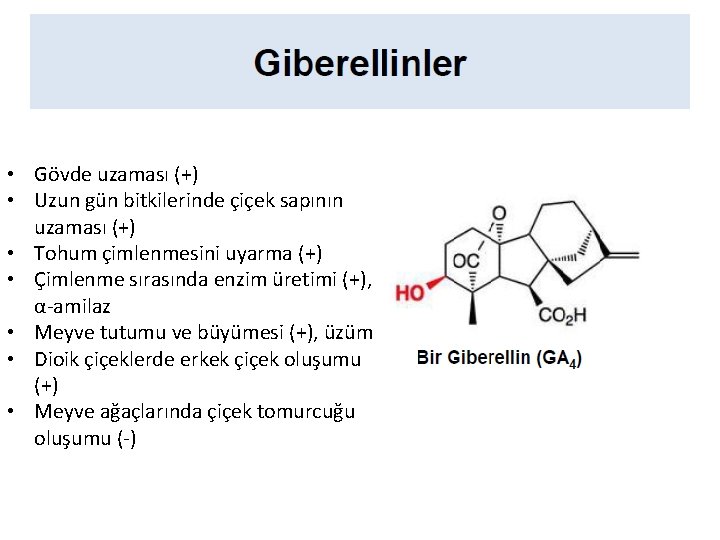  • Gövde uzaması (+) • Uzun gün bitkilerinde çiçek sapının uzaması (+) •