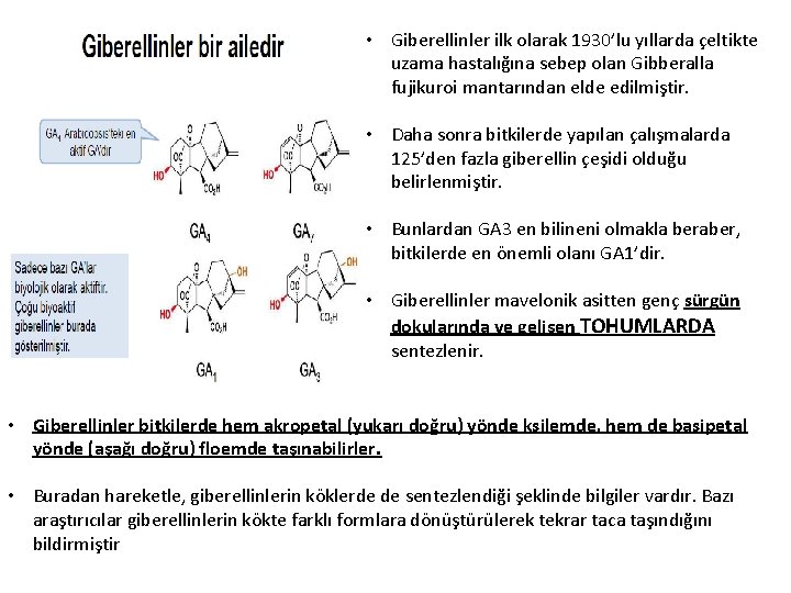  • Giberellinler ilk olarak 1930’lu yıllarda çeltikte uzama hastalığına sebep olan Gibberalla fujikuroi