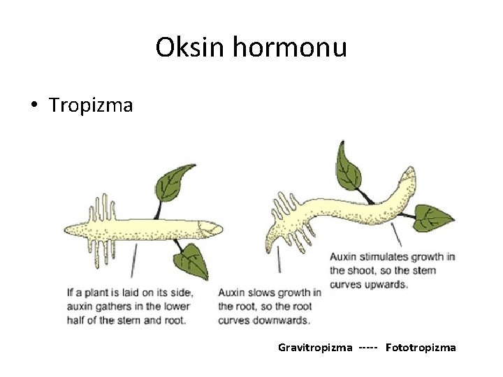 Oksin hormonu • Tropizma Gravitropizma ----- Fototropizma 