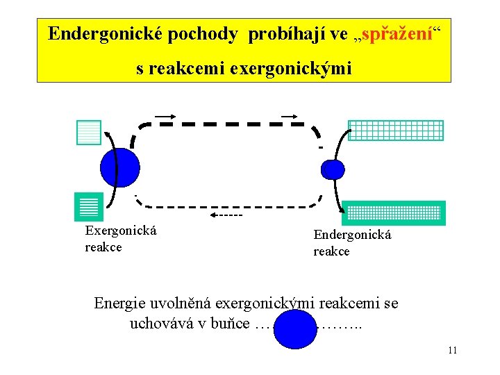 Endergonické pochody probíhají ve „spřažení“ s reakcemi exergonickými Exergonická reakce Endergonická reakce Energie uvolněná