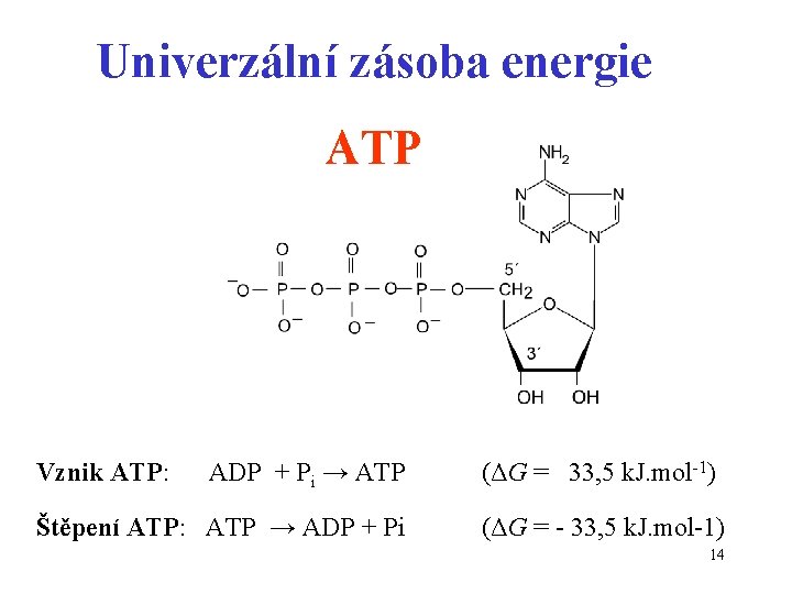 Univerzální zásoba energie ATP Vznik ATP: ADP + Pi → ATP Štěpení ATP: ATP