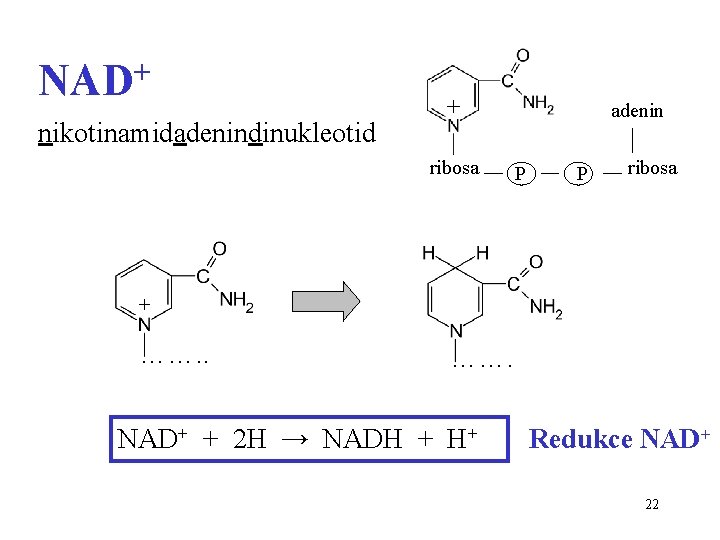 NAD+ nikotinamidadenindinukleotid + ribosa adenin P P ribosa + ……. NAD+ + 2 H