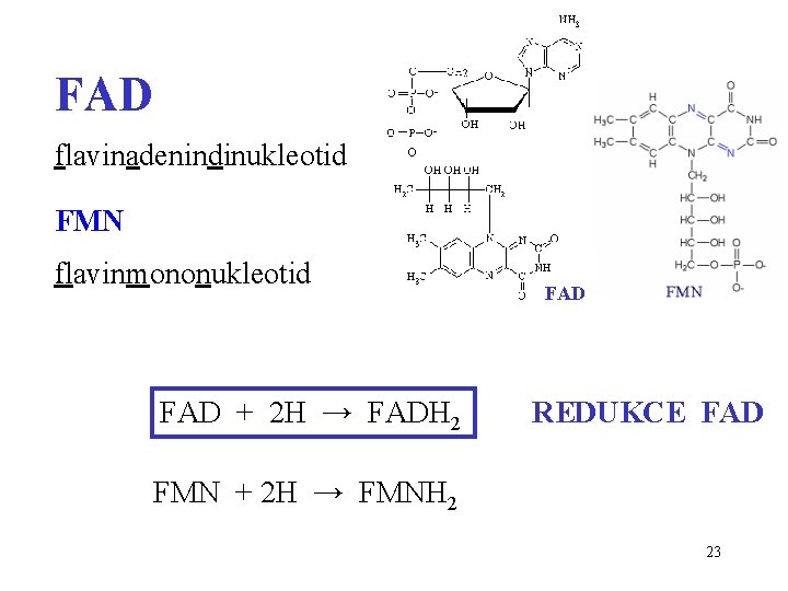 FAD flavinadenindinukleotid FMN flavinmononukleotid FAD + 2 H → FADH 2 FAD REDUKCE FAD