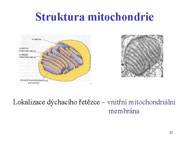 Struktura mitochondrie Lokalizace dýchacího řetězce – vnitřní mitochondriální membrána 31 