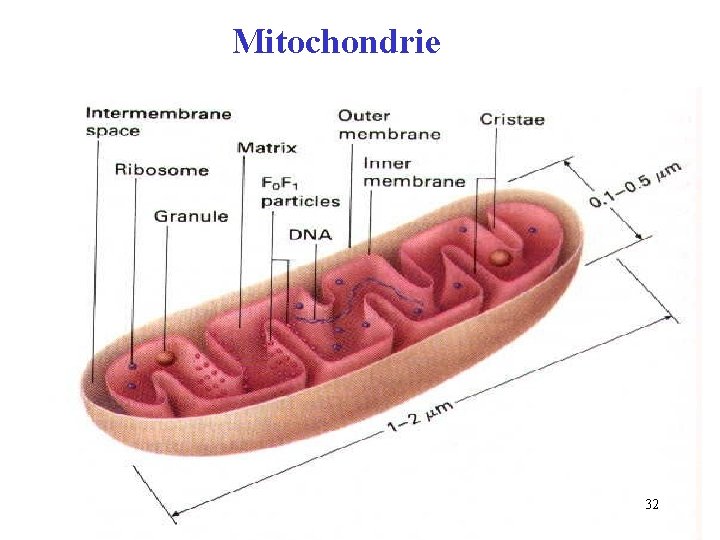 Mitochondrie 32 