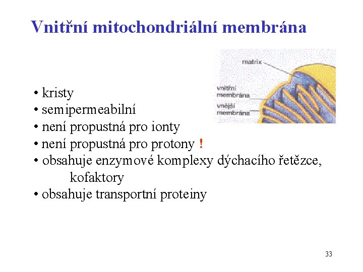 Vnitřní mitochondriální membrána • kristy • semipermeabilní • není propustná pro ionty • není