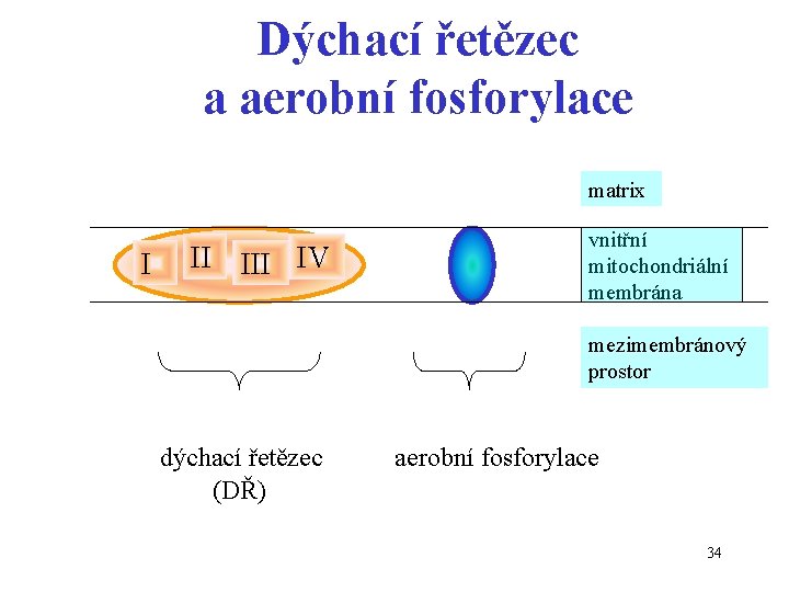 Dýchací řetězec a aerobní fosforylace matrix I II IV vnitřní mitochondriální membrána mezimembránový prostor