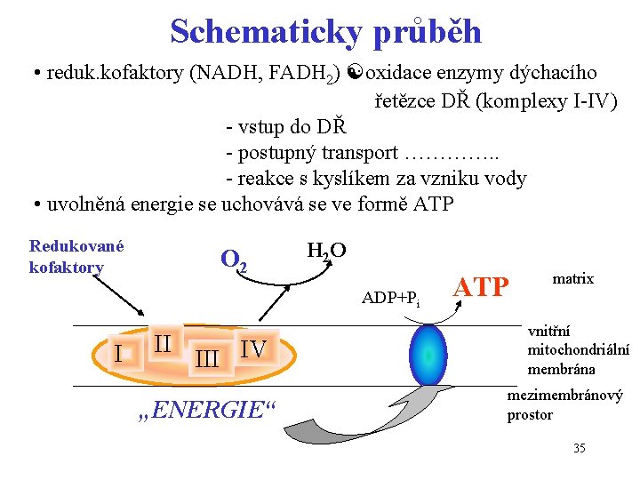 Schematicky průběh • reduk. kofaktory (NADH, FADH 2) oxidace enzymy dýchacího řetězce DŘ (komplexy