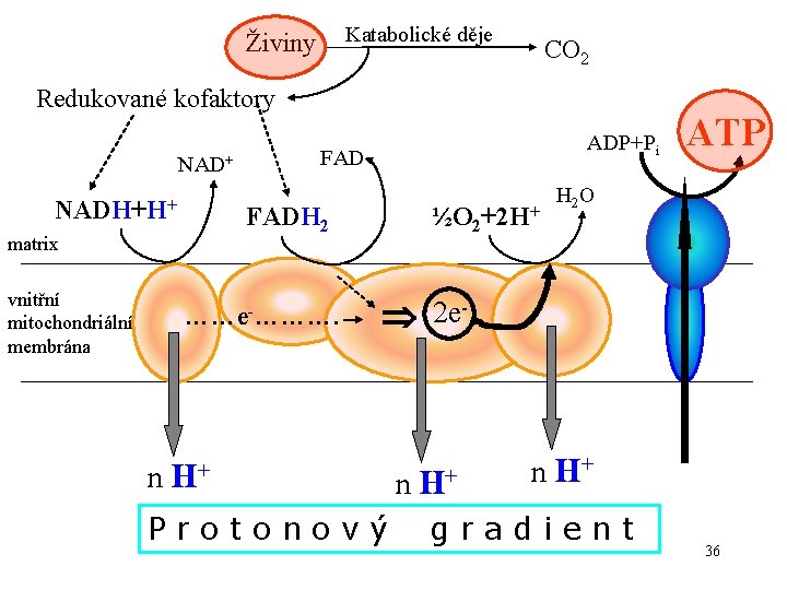 Katabolické děje Živiny CO 2 Redukované kofaktory NAD+ NADH+H+ FADH 2 matrix vnitřní mitochondriální