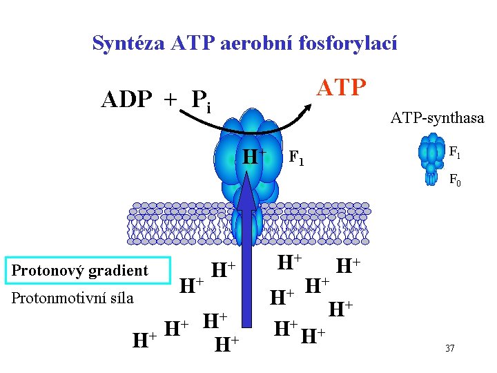 Syntéza ATP aerobní fosforylací ATP ADP + Pi ATP-synthasa H+ F 1 F 0