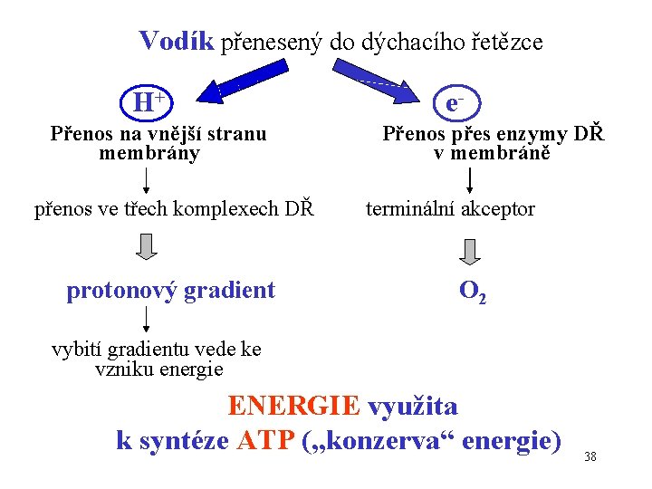 Vodík přenesený do dýchacího řetězce H+ Přenos na vnější stranu membrány přenos ve třech