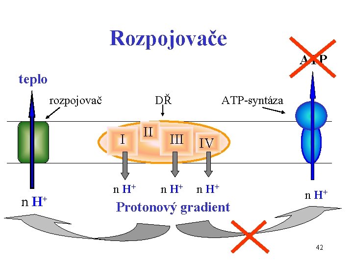 Rozpojovače ATP teplo rozpojovač DŘ I n H+ II III n H+ ATP-syntáza IV