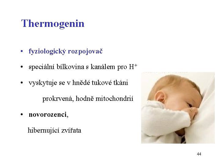 Thermogenin • fyziologický rozpojovač • speciální bílkovina s kanálem pro H+ • vyskytuje se