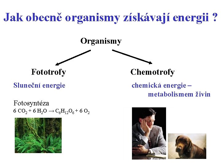 Jak obecně organismy získávají energii ? Organismy Fototrofy Sluneční energie Chemotrofy chemická energie –