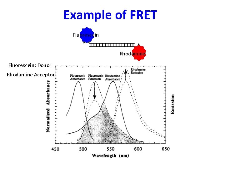 Example of FRET Fluorescein Rhodamine Fluorescein: Donor Rhodamine Acceptor 