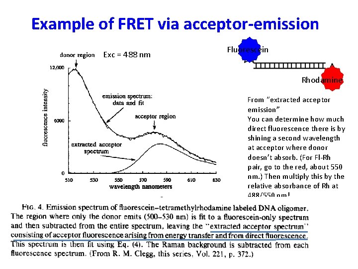 Example of FRET via acceptor-emission Exc = 488 nm Fluorescein Rhodamine From “extracted acceptor