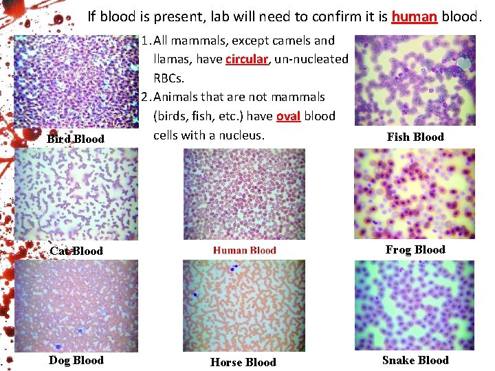 If blood is present, lab will need to confirm it is human blood. Bird