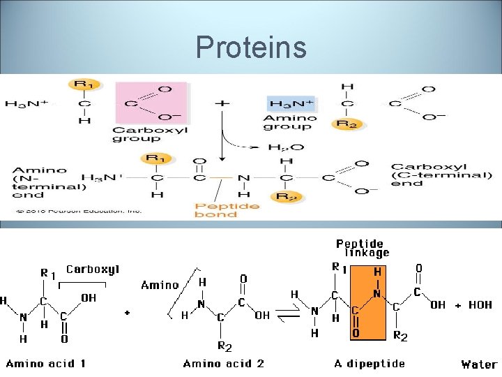 Proteins 