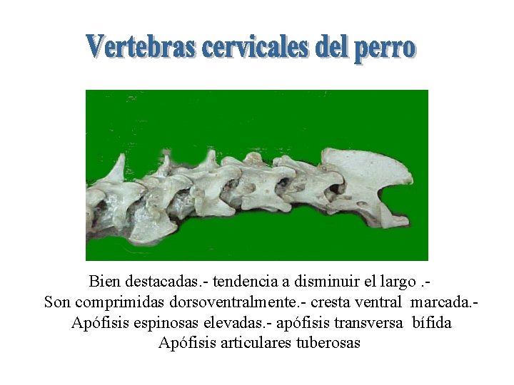 Bien destacadas. - tendencia a disminuir el largo. Son comprimidas dorsoventralmente. - cresta ventral