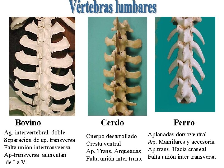 Bovino Ag. intervertebral. doble Separación de ap. transversa Falta unión intertransversa Ap-transversa aumentan de