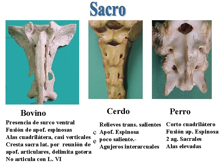 Bovino Presencia de surco ventral Fusión de apof. espinosas c Alas cuadrilátera, casi verticales