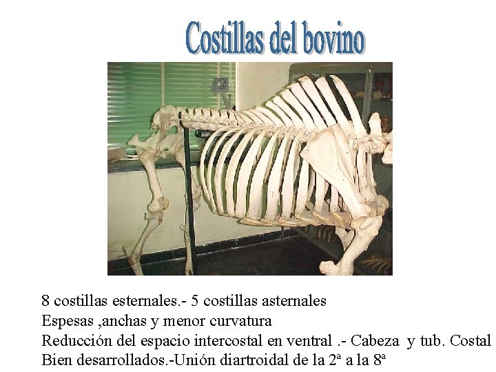 8 costillas esternales. - 5 costillas asternales Espesas , anchas y menor curvatura Reducción