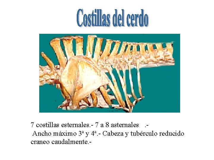 7 costillas esternales. - 7 a 8 asternales. Ancho máximo 3ª y 4ª. -