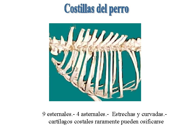 9 esternales. - 4 asternales. - Estrechas y curvadas. cartílagos costales raramente pueden osificarse