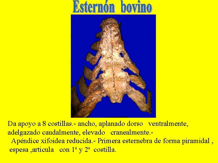 Da apoyo a 8 costillas. - ancho, aplanado dorso ventralmente, adelgazado caudalmente, elevado cranealmente.