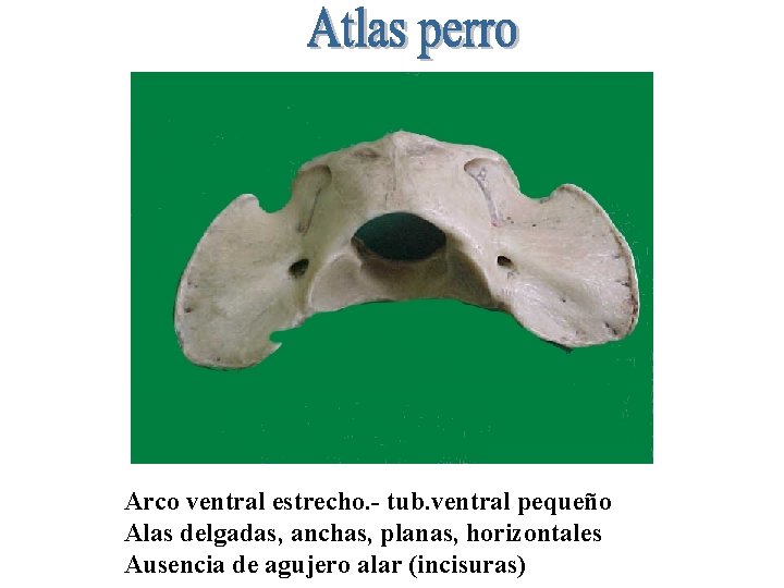 Arco ventral estrecho. - tub. ventral pequeño Alas delgadas, anchas, planas, horizontales Ausencia de