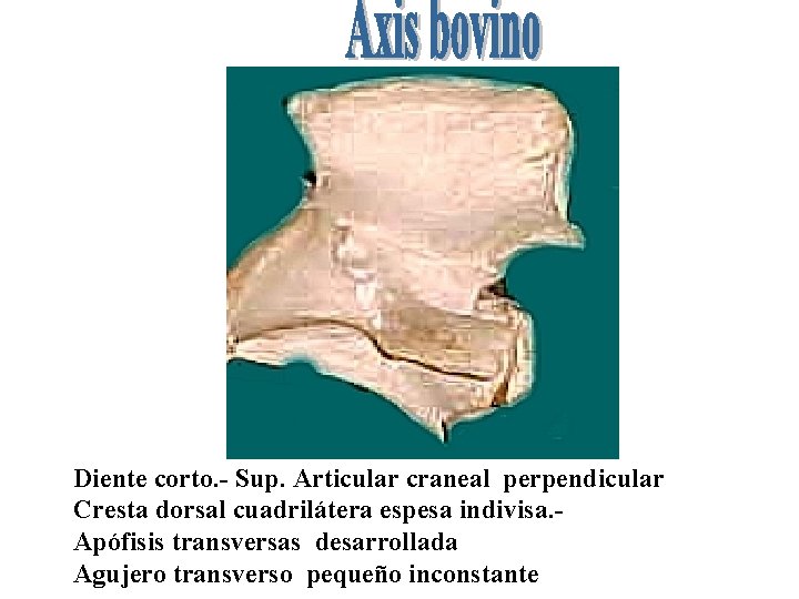 Diente corto. - Sup. Articular craneal perpendicular Cresta dorsal cuadrilátera espesa indivisa. Apófisis transversas