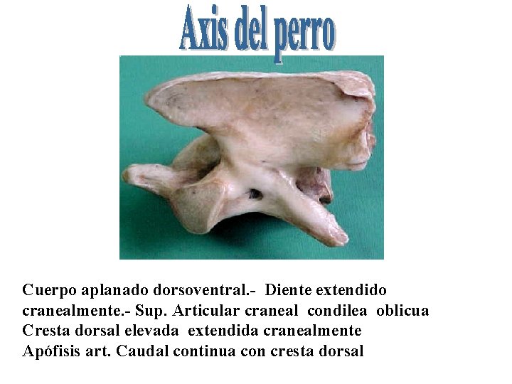 Cuerpo aplanado dorsoventral. - Diente extendido cranealmente. - Sup. Articular craneal condilea oblicua Cresta