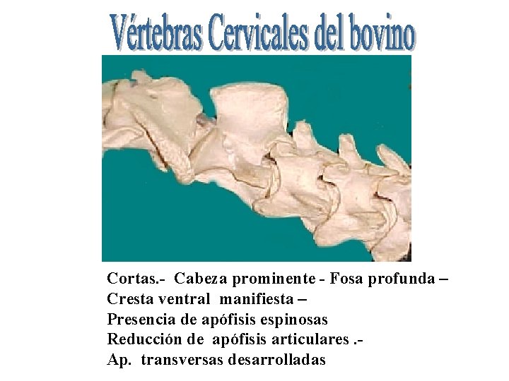 Cortas. - Cabeza prominente - Fosa profunda – Cresta ventral manifiesta – Presencia de