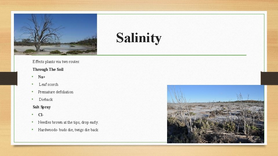 Salinity Effects plants via two routes: Through The Soil • Na+ • Leaf scorch