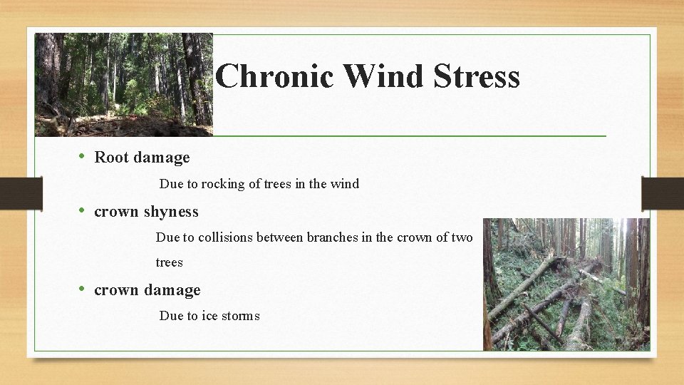 Chronic Wind Stress • Root damage Due to rocking of trees in the wind