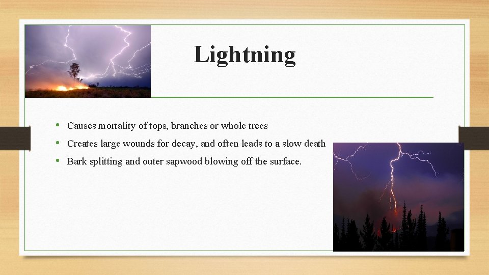 Lightning • Causes mortality of tops, branches or whole trees • Creates large wounds