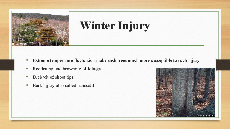 Winter Injury • • Extreme temperature fluctuation make such trees much more susceptible to