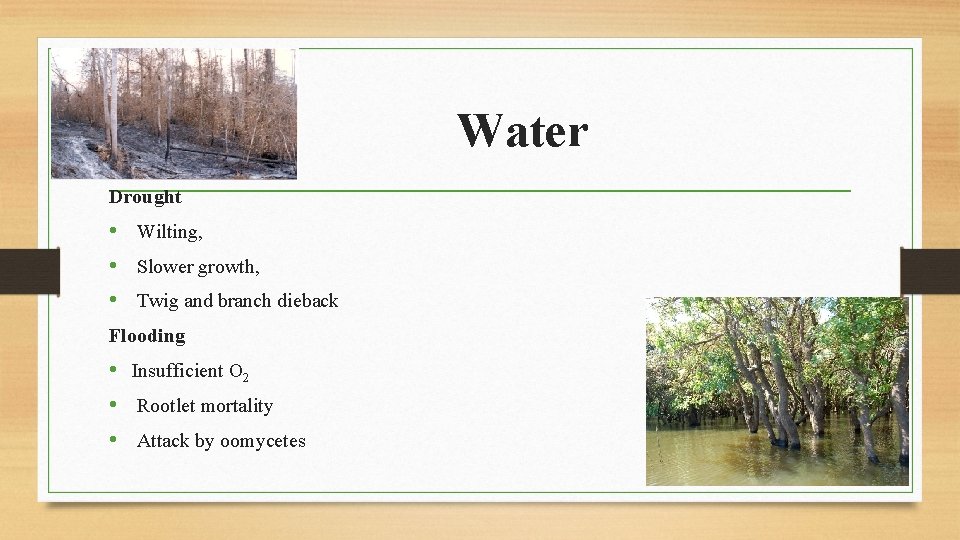 Water Drought • Wilting, • Slower growth, • Twig and branch dieback Flooding •