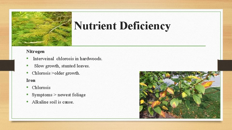 Nutrient Deficiency Nitrogen • Interveinal chlorosis in hardwoods. • Slow growth, stunted leaves. •