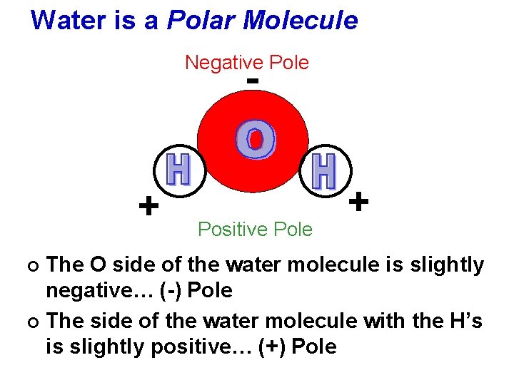 Water is a Polar Molecule Negative Pole - + Positive Pole + The O