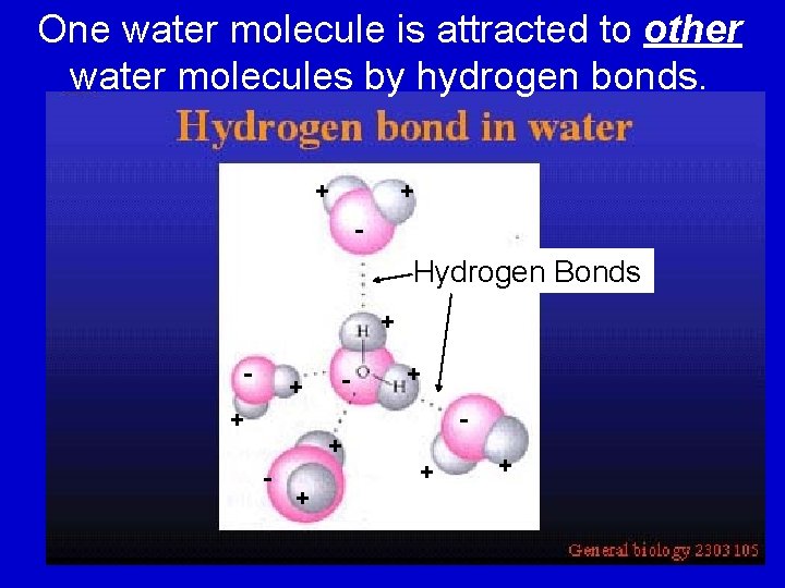 One water molecule is attracted to other water molecules by hydrogen bonds. + +