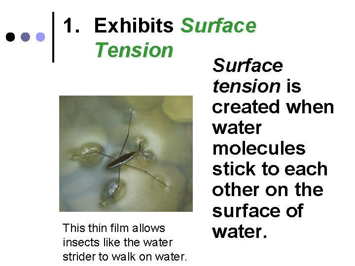 1. Exhibits Surface Tension This thin film allows insects like the water strider to