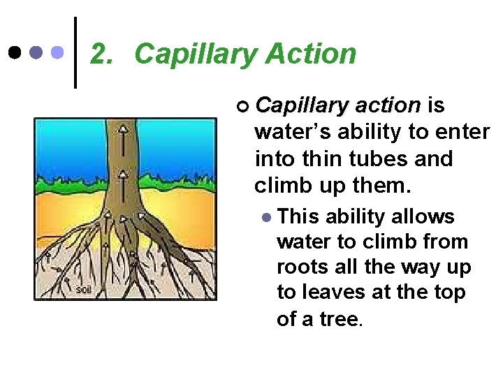 2. Capillary Action ¢ Capillary action is water’s ability to enter into thin tubes