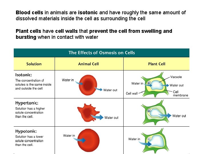 Blood cells in animals are isotonic and have roughly the same amount of dissolved