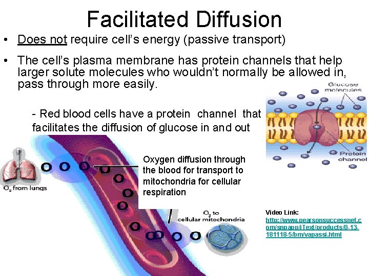 Facilitated Diffusion • Does not require cell’s energy (passive transport) • The cell’s plasma