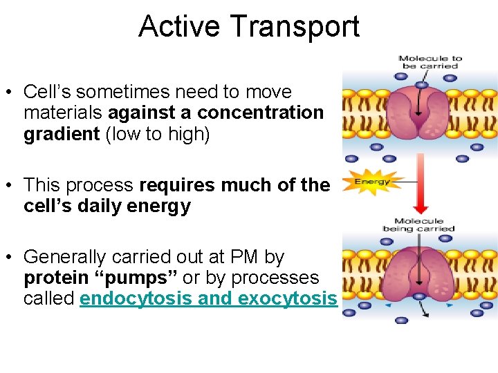 Active Transport • Cell’s sometimes need to move materials against a concentration gradient (low